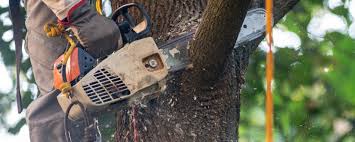 Trusted Weatherly, PA Tree Services Experts