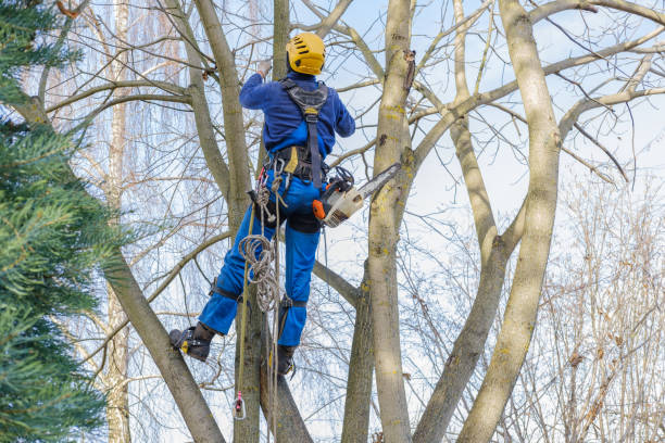 Best Tree Removal Service  in Weatherly, PA